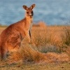 Klokan obrovsky - Macropus giganteus - Eastern Grey Kangaroo o8462